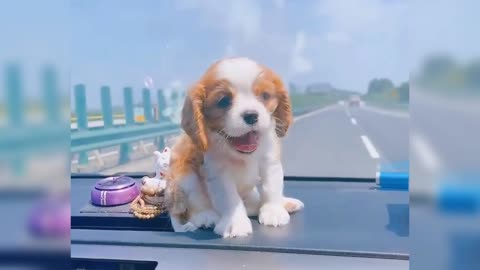 A child to accompany you on the journey