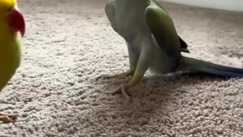 Cats and dogs funny videos||funnyanimalsdoingstuff