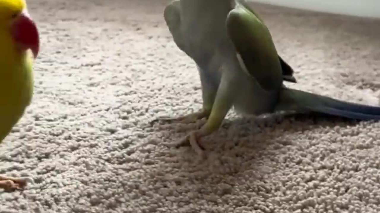 Cats and dogs funny videos||funnyanimalsdoingstuff