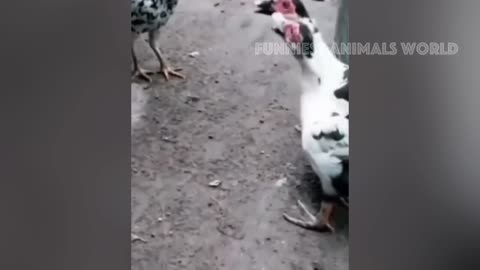 New Funny Animals 😂 Funniest Cats and Dogs Videos 😺🐶