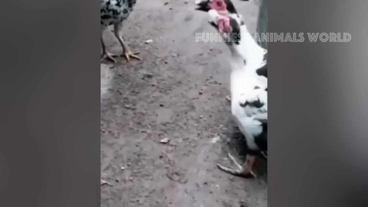 New Funny Animals π Funniest Cats and Dogs Videos πΊπΆ