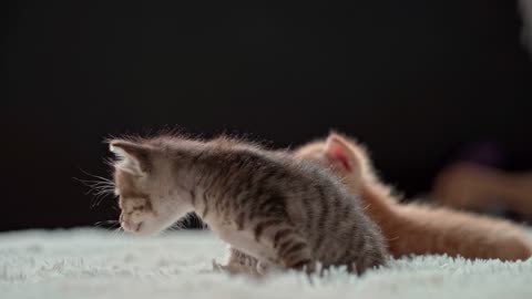 Kittens that have just been born