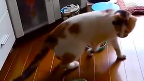 Funny cat video