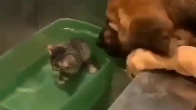 Dog has babysitting to a cute cat 🐈 😻 🐈‍⬛