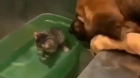 Dog has babysitting to a cute cat 🐈 😻 🐈‍⬛