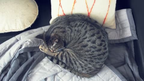 Cute And Funny pets ep1