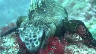 The "Freedivers" from the Galapagos Islands!