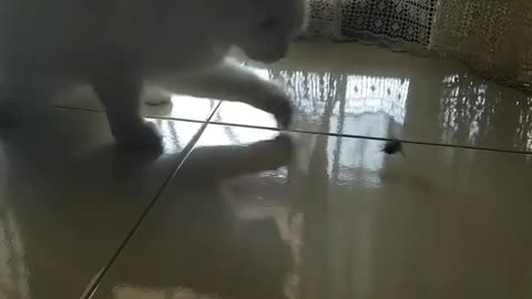 White Tiger