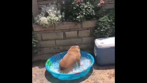 dogs going hamm !!