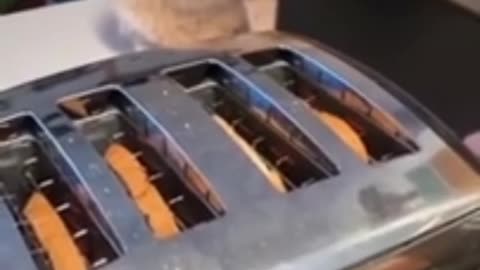 Funny animal video 2022 🤣funny cats