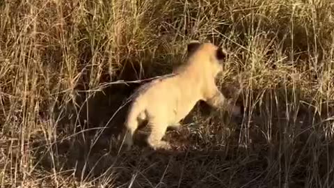Little one trying to impress all the visitors 😍