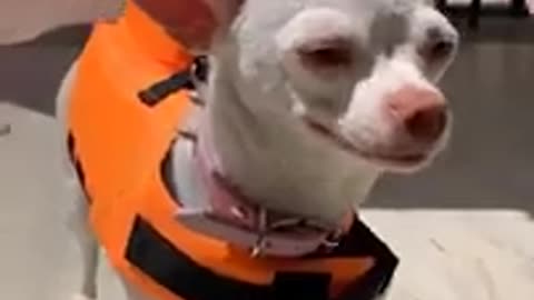 Funny Dogs Compilation! TikTok Compilation
