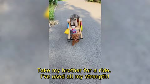 Take my brother for a ride.