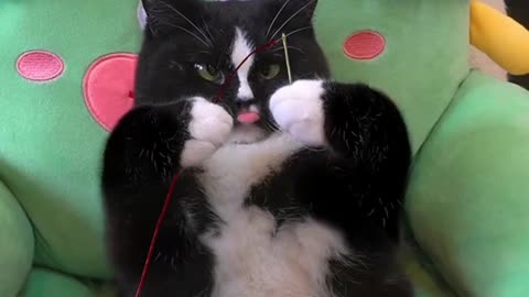 The angry cat 😺 is sewing 🧵