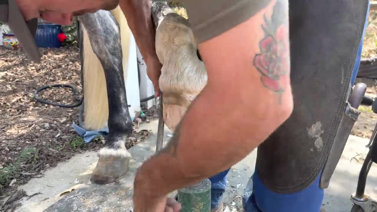 Hoof Restoration-Satisfying