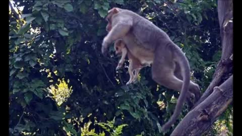 Macaco adotou filhotinho de cachorro