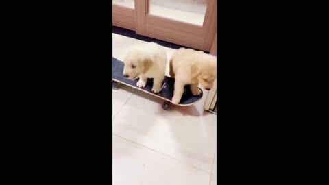 cute puppies funny moments