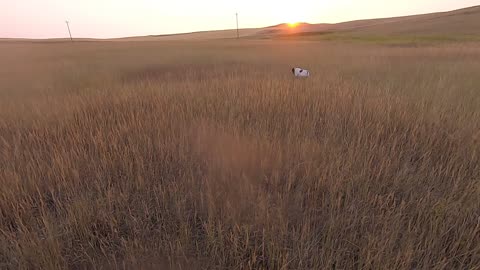 Dawn on the Prairie