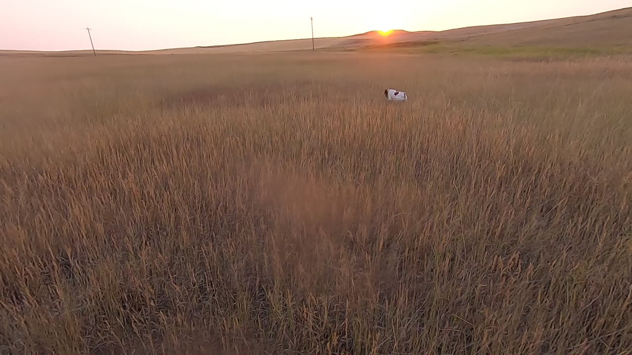 Dawn on the Prairie