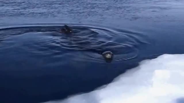Leopard Seal Looking for Emperor Penguins