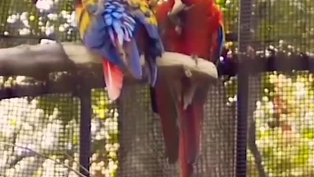 Beautiful And Colourful Macaws Parrot Loving Clips Scenes