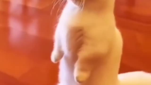 Funny cat is police officer video