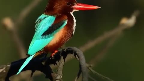 Small in size, looks good