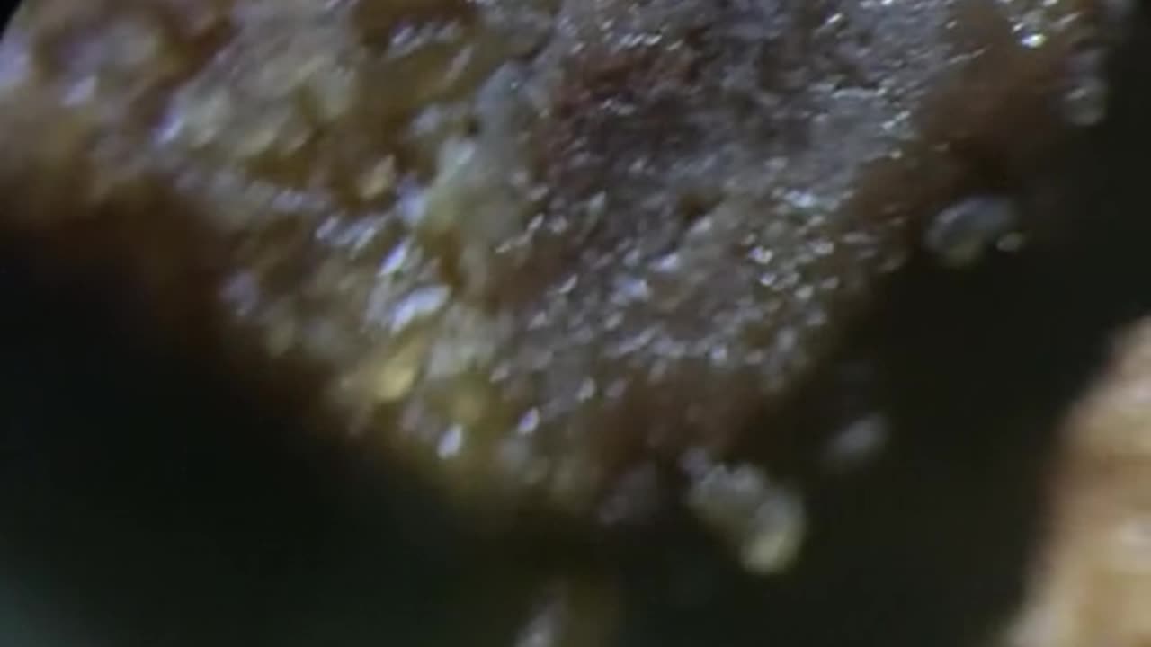 Cookies magnified by 400 times under a microscope are#microscope