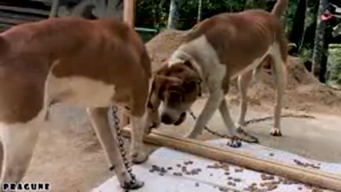 Dog prank vedio