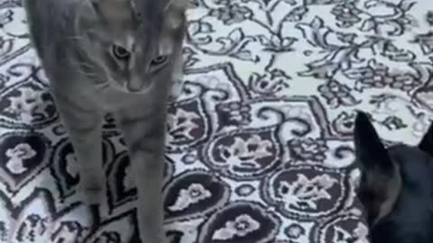In tiktok Funny and Fails Pets Video No. 3: The Funniest Animals of 2023