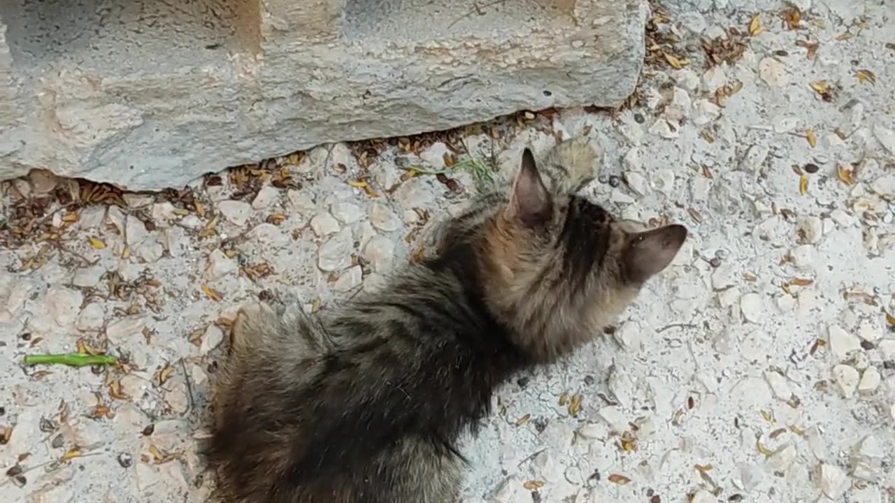cats funny video