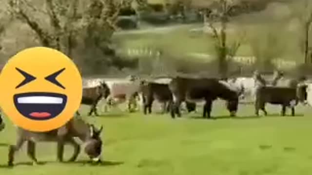 Funny video