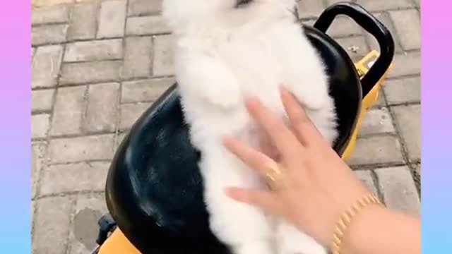 Cute and Funny Dog Videos Compilation