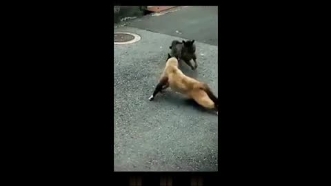 Funny Videos-Part1