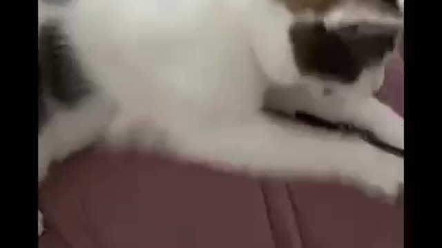 #Cat very funny animals cat videos viral video social media trend