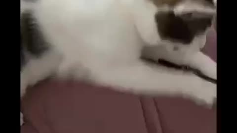 #Cat very funny animals cat videos viral video social media trend