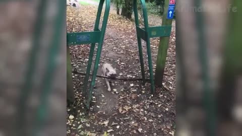 Funny animals kkkkkkkkkk