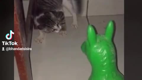 #Small pets