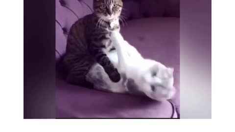 ❤️💜When Cat Have An Affair🤣🤣