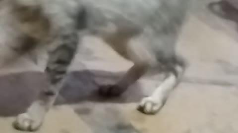 Cat 🐱 animals comedy cat funny moments cat 🐱 lovers cat cut video
