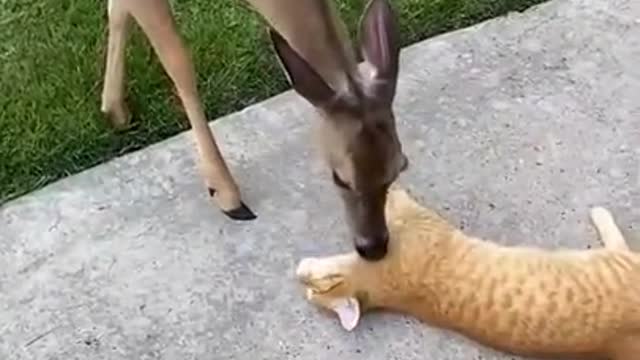 Cat Enjoys Kisses From Friendly Deer
