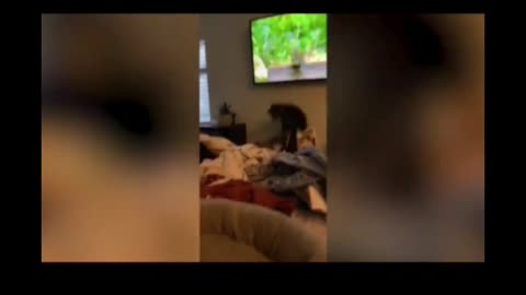 Funny video cat catching birds