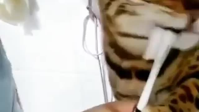 Funny and Cute Cats Videos #69 │ Gadis Sekarwangi