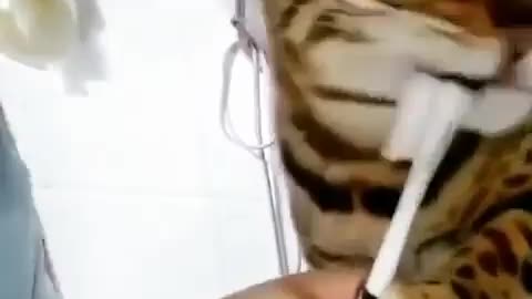 Funny and Cute Cats Videos #69 │ Gadis Sekarwangi