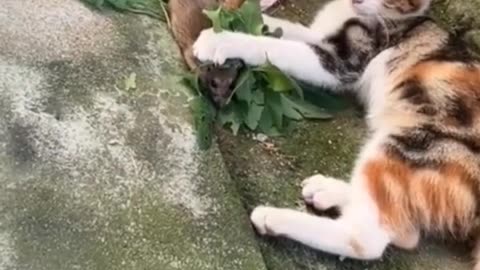 Funy video cats
