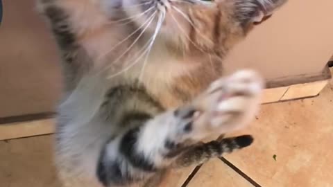 Gray cat trying to catch food in slow motion