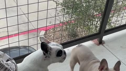 Dogs being... DOGS ~ Funny TIKTOK Compilation 🐶 #5 #shorts