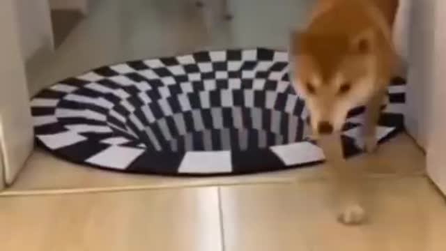 Cute animals funny video 😀😍#cuteanimals#viral#animalshorts #cuteshorts#shorts