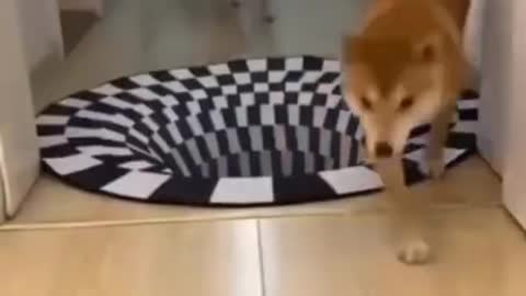 Cute animals funny video 😀😍#cuteanimals#viral#animalshorts #cuteshorts#shorts