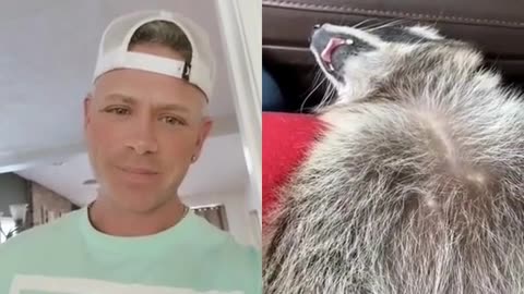 my emotional support Raccoon when I discuss his replacement I'm screwed!